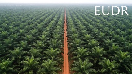 Aerial view of palm oil plantation with dirt road and E U D R text trees green