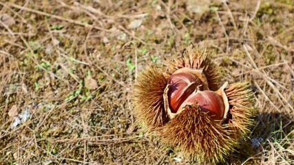 秋の味覚 栗拾いで地面に落ちた栗といが栗
