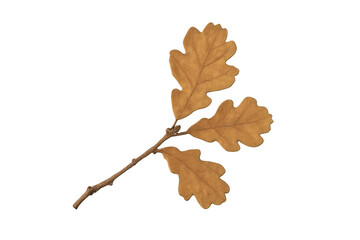 Dry oak leaves on branch with transparent background