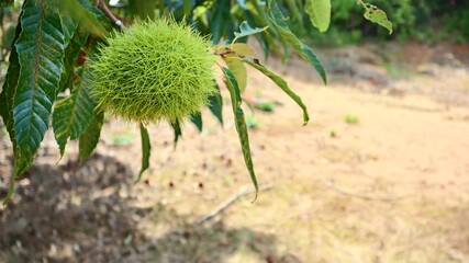 秋の風景 枝に実る青いいが栗