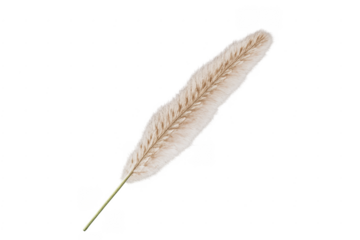 Pampas grass plume dried botanical plant on transparent background