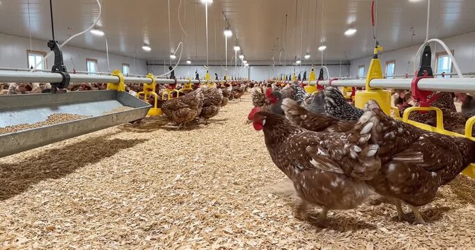 A bustling poultry farm with various chickens roaming freely, showcasing their natural behavior