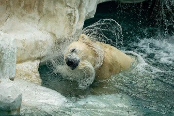 水を切っているホッキョクグマ