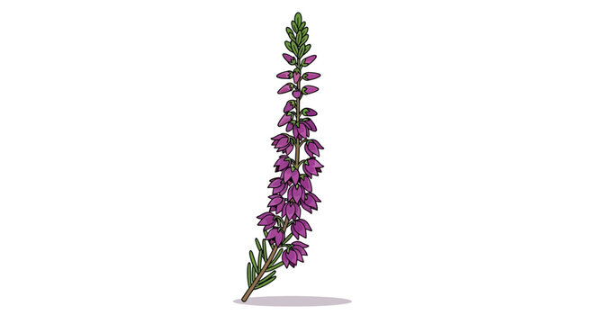 Illustration of a blooming heather plant with purple flowers