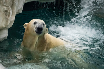 水に入っているホッキョクグマ