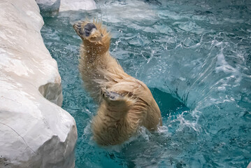 水中に飛び込むホッキョクグマ