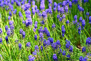 Grape Hyacinth in the garden.