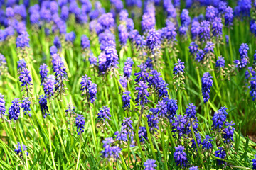 Grape Hyacinth in the garden.