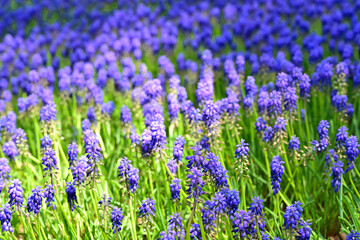 Grape Hyacinth in the garden.