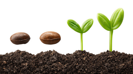 Plant emergence sprouting from soil seed development detailed view of plant life cycle showcasing growth emergence from soil and seed development