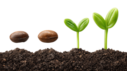 Plant emergence sprouting from soil seed development detailed view of plant life cycle showcasing growth emergence from soil and seed development