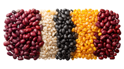 Beans arranged in a straight visual representation of multiple beans meticulously placed forming straight organized