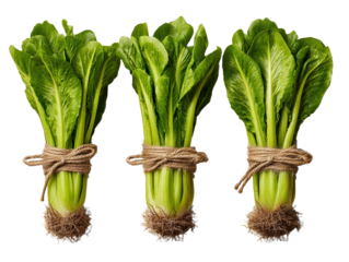 Three green leaves showcasing botanical beauty and nature s freshness close up of three vibrant green leaves symbolizing nature s growth and ecological balance