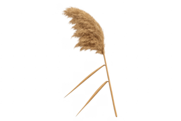 Pampas grass plume with transparent background