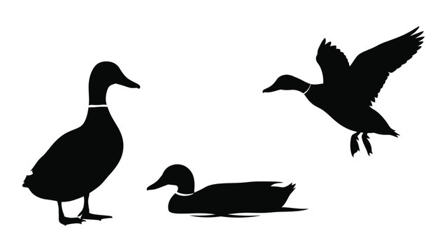 Black silhouettes of three ducks in varying poses standing flying and resting