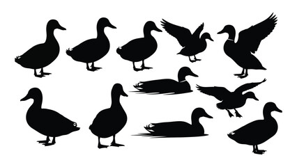 Fototapeta premium A collection of black silhouette ducks in various poses and positions