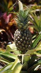 Ananas