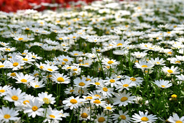White marguerite flowers in the park