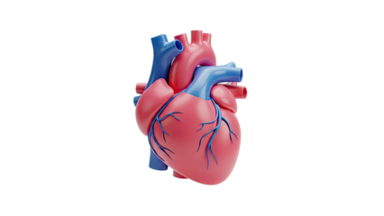3D Human Heart Anatomy Model