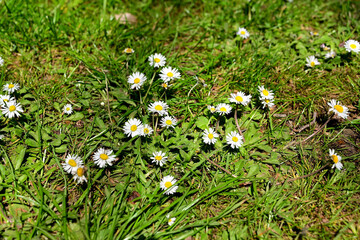 White marguerite flowers in the park