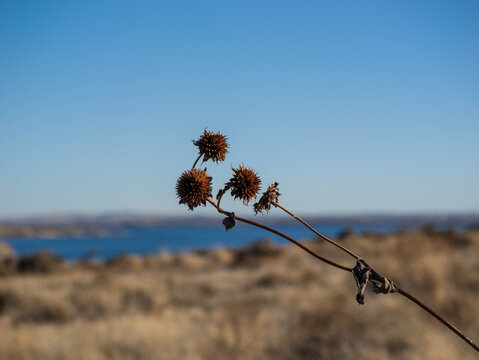 Dead Flowers against the lake and mountains