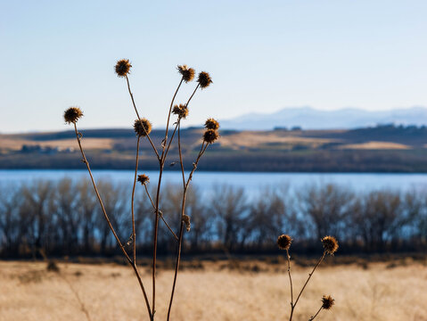 Dead Flowers against the lake and mountains