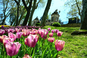 ISTANBUL, TURKEY - APR 23, 2025:  Istanbul Tulip Festival in Emirgan Park