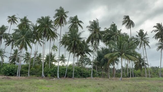 A row of tall coconut palm trees with green fronds under a cloudy sky, overlooking a grassy field.