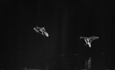 Black and white birds in flight over dark water with soft light beams and deep negative space minimalist fine art wildlife photography capturing quiet companionship distance freedom motion and serene 