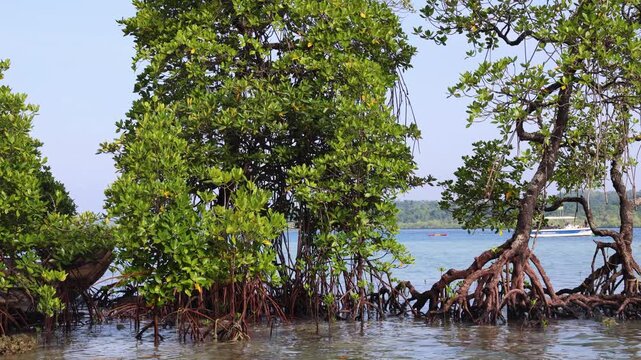coastal mangrove forest growing in shallow seawater
