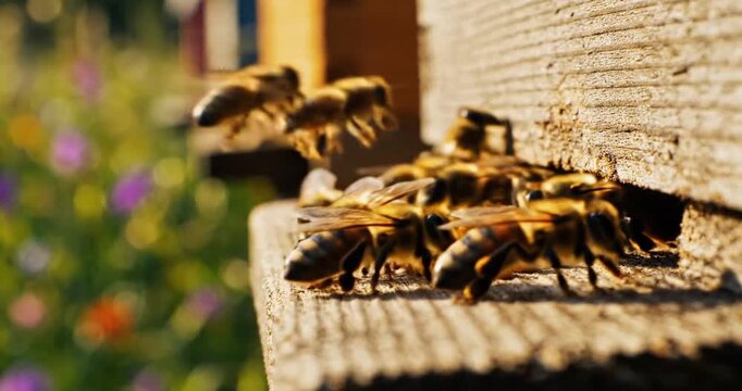 Close-up of bees gathering pollen at a vibrant flower garden, showcasing nature's beauty