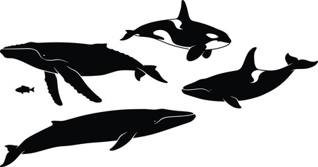 Marine mammal silhouettes swimming together illustration featuring whale dolphin orca ocean wildlife black vector icons isolated white background design studio