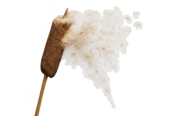 Cattail fluff seeds dispersing on transparent background