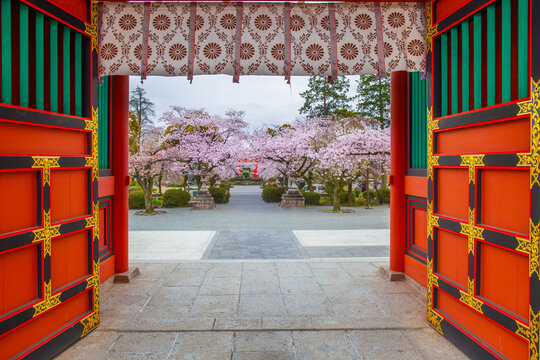 Traditional Japanese shrine gate adorned with beautiful cherry blossoms at Fujisan Hongu Sengen Taisha Shrine Fujinomiya Shizuoka Japan