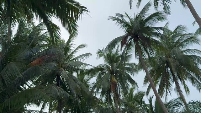 A view looking up through a dense canopy of tall, mature coconut palm trees against a cloudy sky.