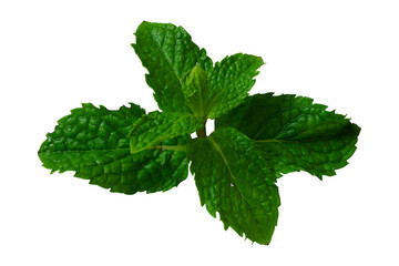 aromatic mint leaf isolated © berkahjayamaterial