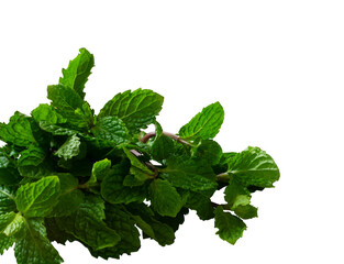 fresh mint leaves corner isolated © berkahjayamaterial