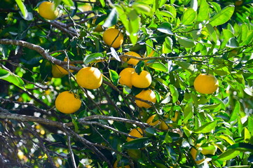 Fresh Japanese Yuzu Citrus on Tree in Rural Kochi Prefecture, Japan