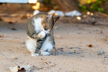 cat on the beach