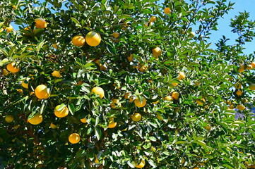 Fresh Yuzu Oranges Growing on a Tree in Kochi Prefecture, Japan, Famous for Yuzu Citrus Production