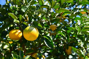Close-Up of Japanese Yuzu Fruits on a Tree in Kochi Prefecture, Japan, Aromatic Japanese Citrus