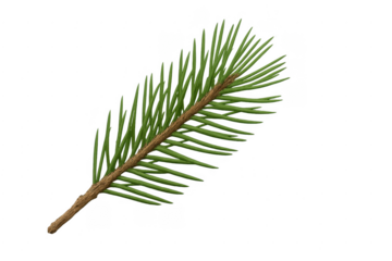 Evergreen pine tree branch with green needles