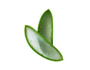 two aloe vera leaves slice isolated