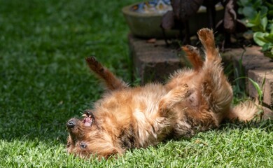 Pet terrier rolls on the lawn in delight scratching his back