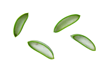 tropical aloe vera slice isolated