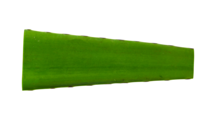 fresh cut aloe vera isolated