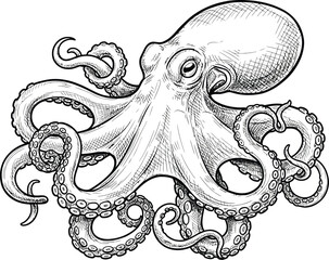 Detailed black and white sketch of an octopus with curling tentacles and suckers