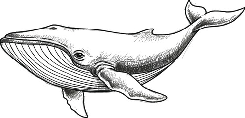 Detailed sketch of a humpback whale swimming gracefully through the ocean depths