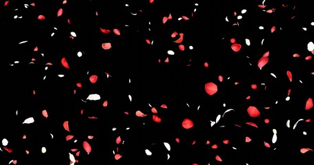 Red and white flower petals sway in the wind. Isolated on black background. 3D rendering.