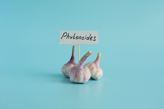 Garlic is a natural antiseptic and medicinal product. A garlic bulb in a cart in close-up on a light background and the inscription "phytoncides" on the sign.